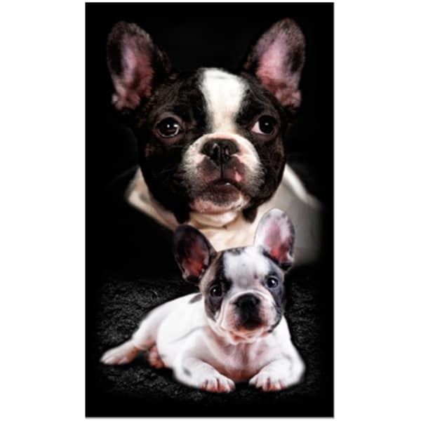 Toalha Praia Microfibra Dois Bulldogs Franceses