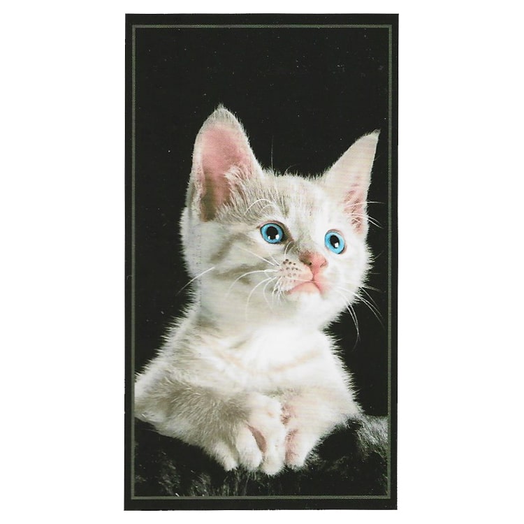 Kitten Black Microfiber Beach Towel